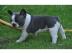 Reinrassige Franz?sische Bulldogge Welpe