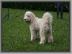 s??e Goldendoodle Welpen Doodle abzugebe