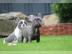Franz?sische Bulldogge Welpe H?ndin Blau