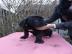 Cane Corso Welpen mit FCI Papieren 300 ?