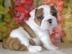 Wundersch�ne Englishce Bulldogge Welpen