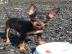 Zwergpinscher-Welpen
