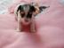 **Niedliche Biewer-Yorkshire Welpen**