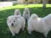 Chow chow welpen