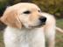 Golden Retriever Welpen in Creme/Wei�