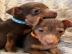Jack-Russell-Welpen bereit