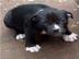 AMSTAFF WELPE F?R DIE ANNAHME