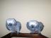 Sch�ne V�gel suchen ein neues Zuhause. 