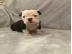 Alte englische Bulldogge Welpen