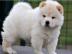 s�sse Chow Chow welpen