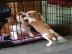 Cavalier King Charles