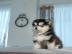 Mini-Pomsky-Welpen. 