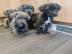 Wundersch�ne Cane Corso Welpen suchen ei