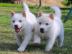 Reinrassige Siberian Husky Welpen verf�g