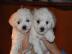 4 bichon friese Welpen suchen ein neues