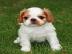 S��er King Charles Spaniel