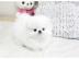 Super~s��e~zwergspitze~pomeranian~ welpe