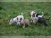 Miniatur Bullterrier Welpen babys !!!!