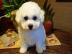 Bichon frise Welpen das ganz Besondere -