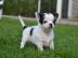Weihnachten Chihuahua Welpen zur Verf�gu