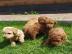 Zwergpudelwelpen zu verkaufen