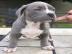 Blaue Pitbull Welpen