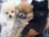 Pomeranian Zwergspitz wei? Mini