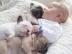 Wir haben 4 Franz�sische Bully Jungs zur
