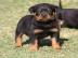 Rottweiler Welpen suchen ein neues zuhau