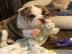 Englische Bulldoggenwelpen entz�ckend