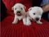 Western Highland Terrier Welpengeschenk