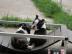 Boston Terrier Welpen /R�de VDH/KfT Abga
