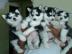 Super s��e Husky Babys in seltener Farbe