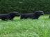 Labrador -Welpen ( SF) und Champagner