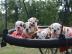 Engl. Bulldog Welpen mit Stammbaumpapiere