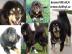 Tibetdogge, DoKhyi, Tibetan Mastiff