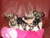 Typvolle Mini Chihuahua Welpen Langhaar