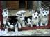 Sibirien Husky Whatsapp +4915214389093