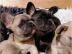 Typvolle franz�sische Bulldoggen Welpen