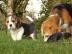 Charmant Beagle-Welpen