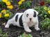 Englische Bulldoggen Welpen