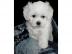 Malteser Welpen Malteserwelpen Hunde Wel