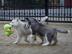 Sehr s��er Siberain Huskywelpen