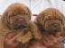 HIGH QUALITY DOGUE DE BORDEAUX puppies