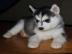 Siberian Husky Welpen Registriert