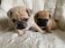 Mops Welpen