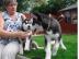 Siberian Husky Welpen