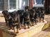 Deutsche Rottweiler Welpen