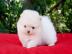 Wir haben Pomeranian Welpen