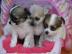 3 Top-Chihuahua-M�dchen in Kurz-u. Langh